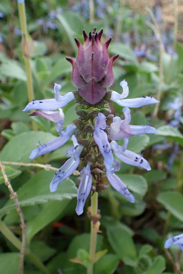 Lobster Flower