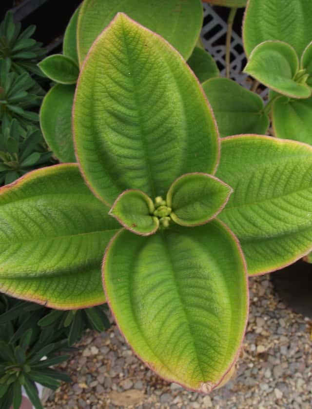 Silver-leaved Princess Flower