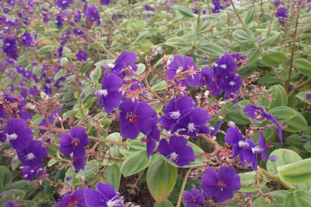 Glory Bush