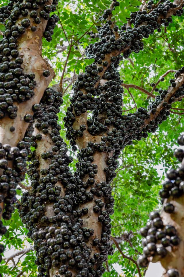 Jabuticaba tree