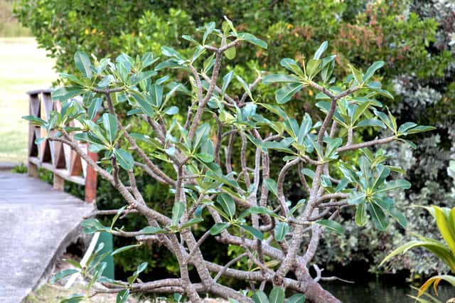 Pluumeeria