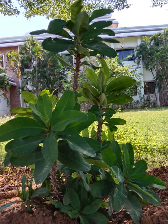 White Frangipani