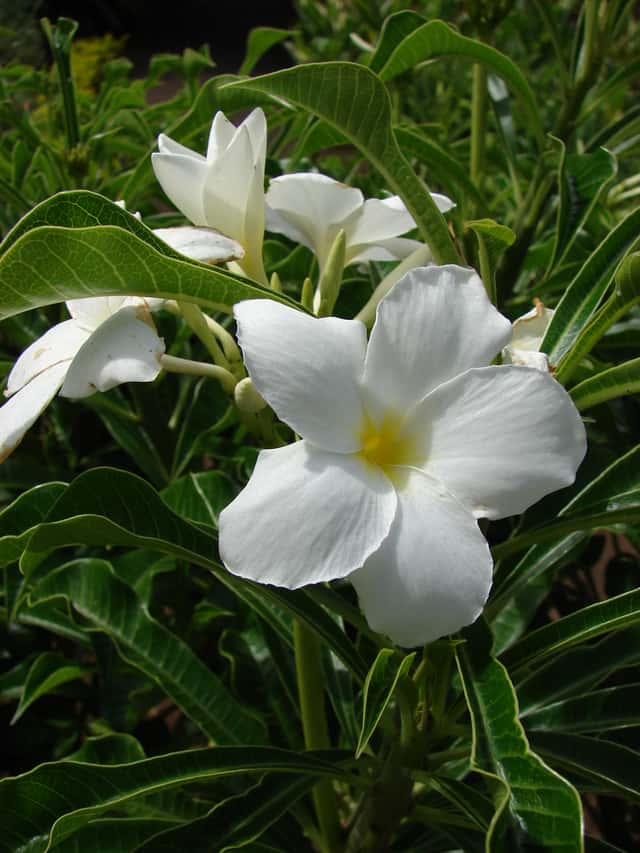 Buquê-de-noiva