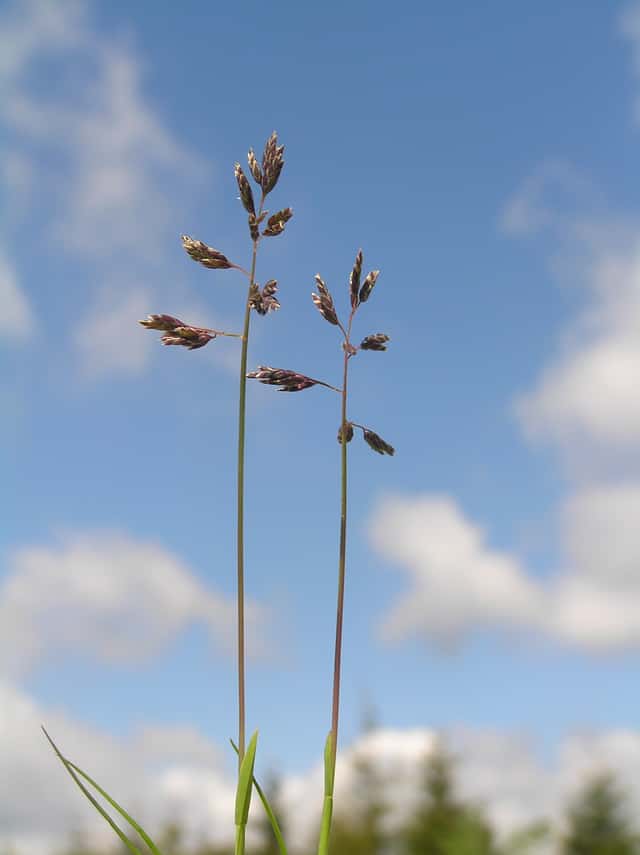 Poa supina