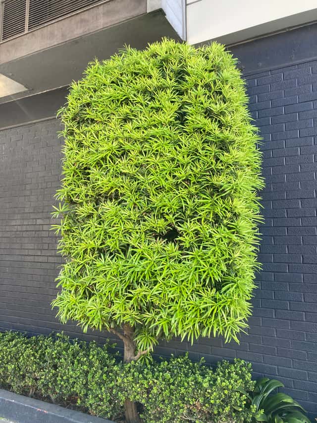 Buddhist Pine