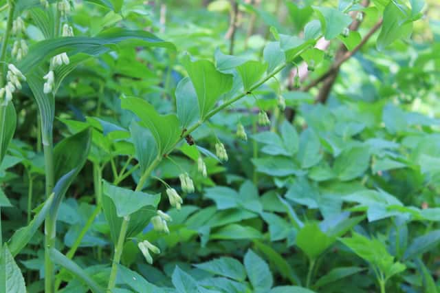 Gewone salomonszegel