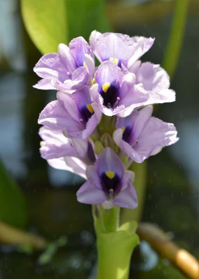 Aguapé