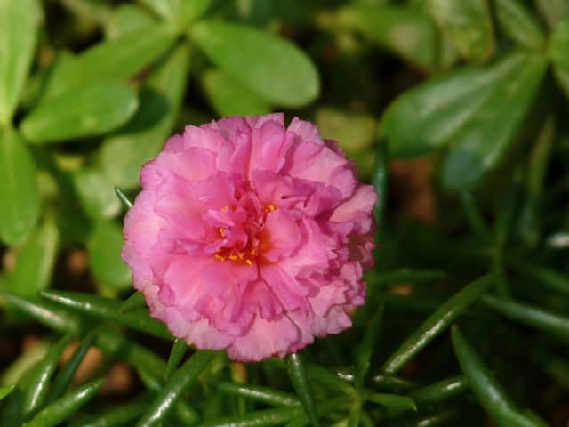 Moss Rose
