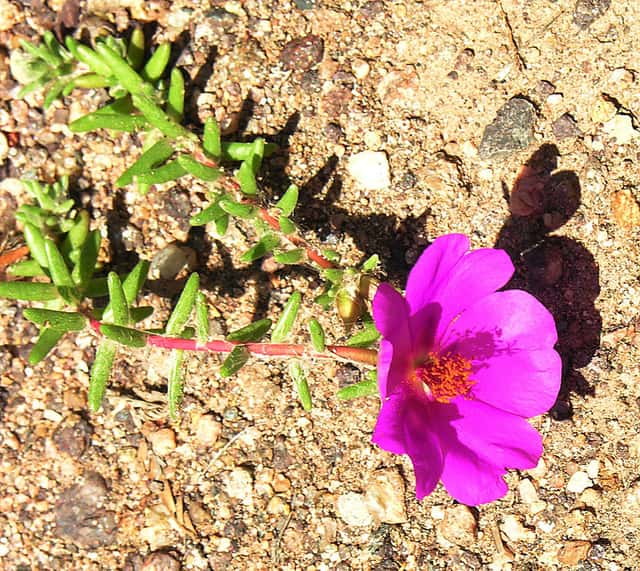 Gillies' Purslane