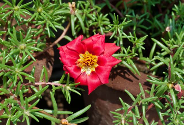 Moss Rose