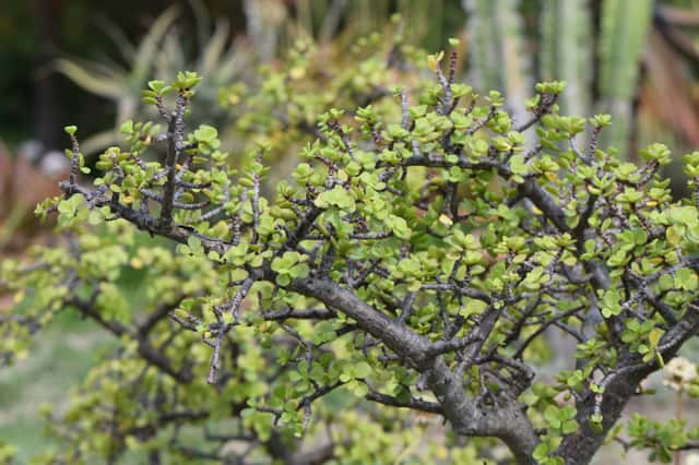Elephant bush
