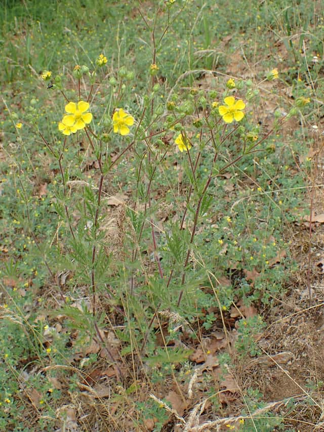 Potentila