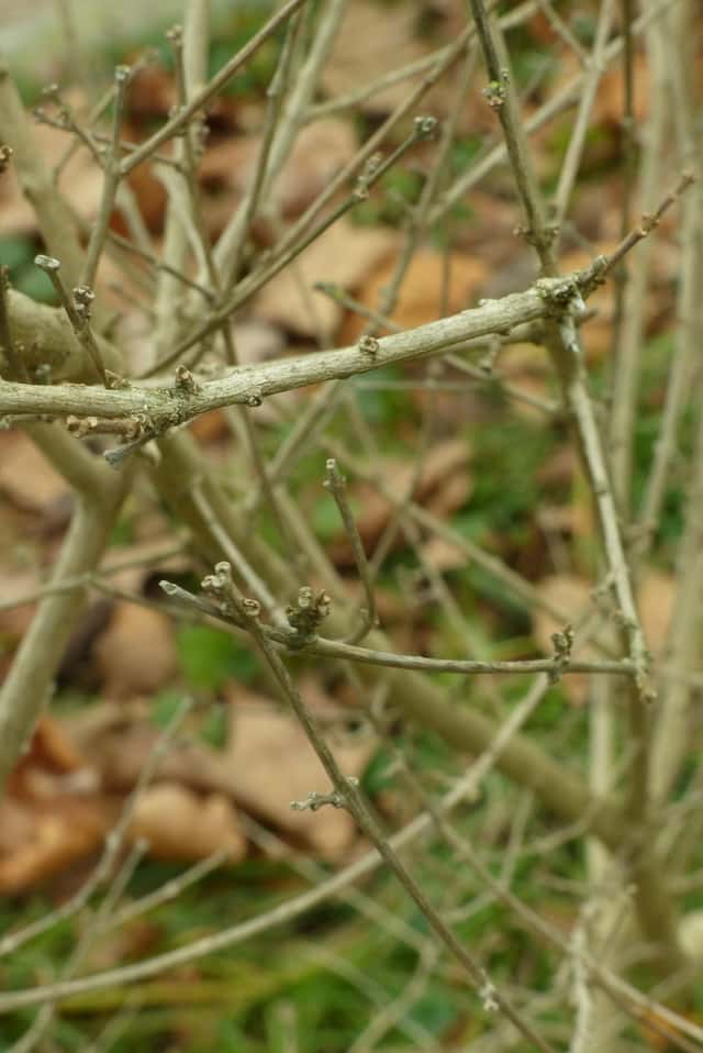 Premna