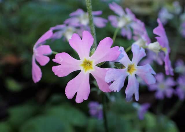 Fairy Primrose