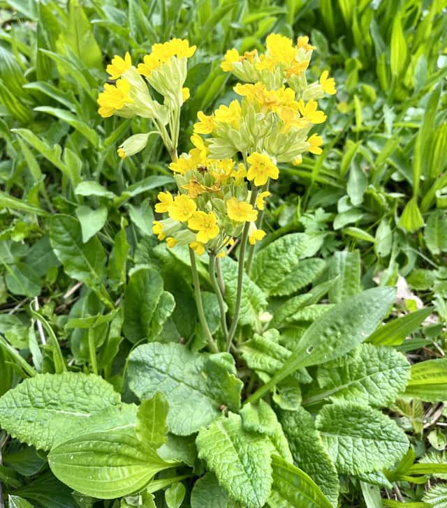Himmelblå nøgleblomst