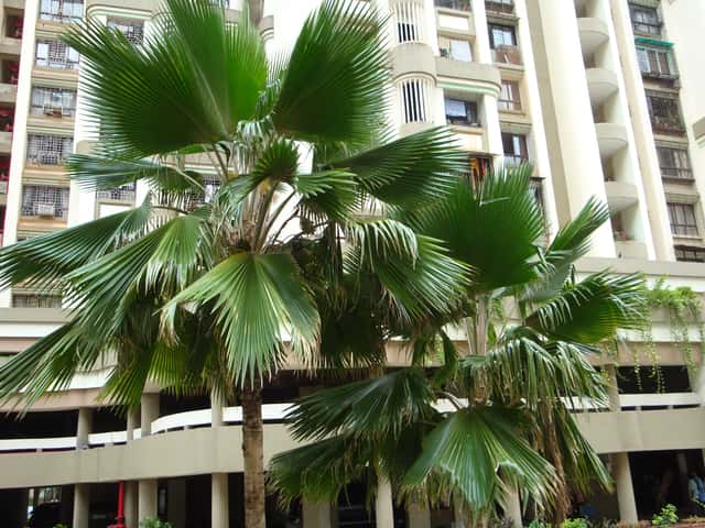 Fiji Fan Palm