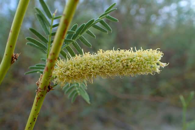 Mesquite-doce