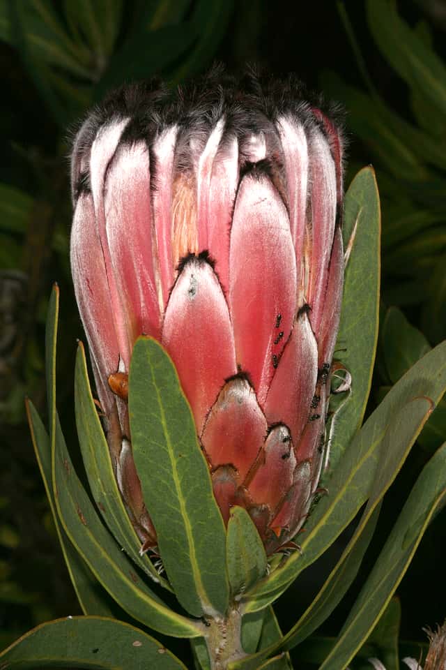 Protea neriifolia