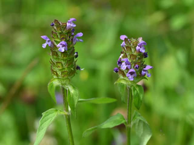 Self-Heal