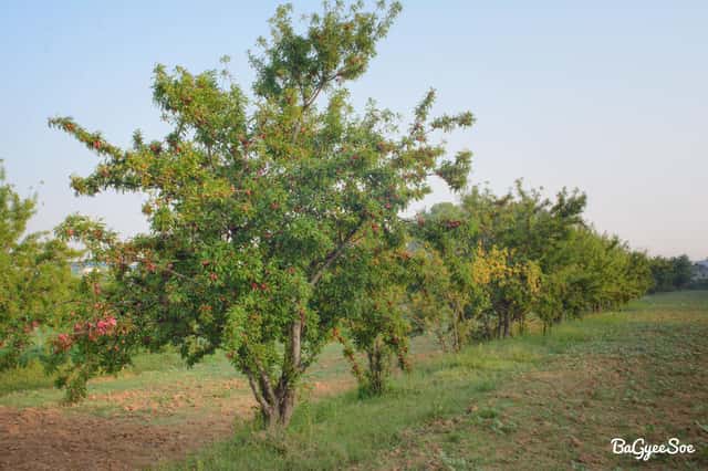 Prunier de Damas