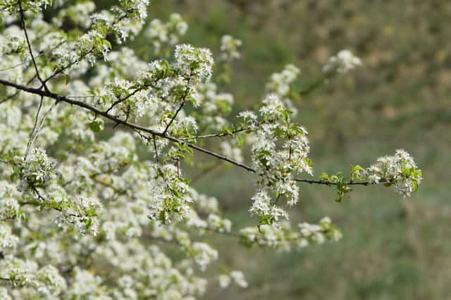 Weichselboom