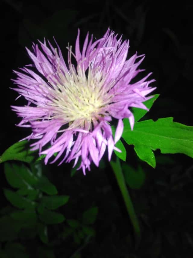 Persian Cornflower