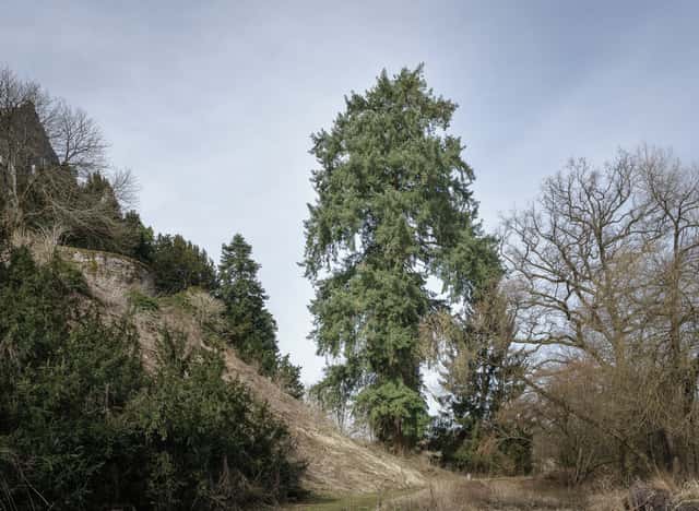 Abeto-de-Douglas