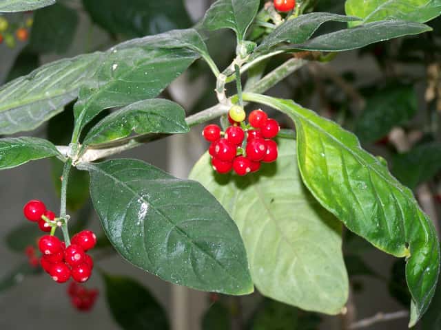 Wild Coffee