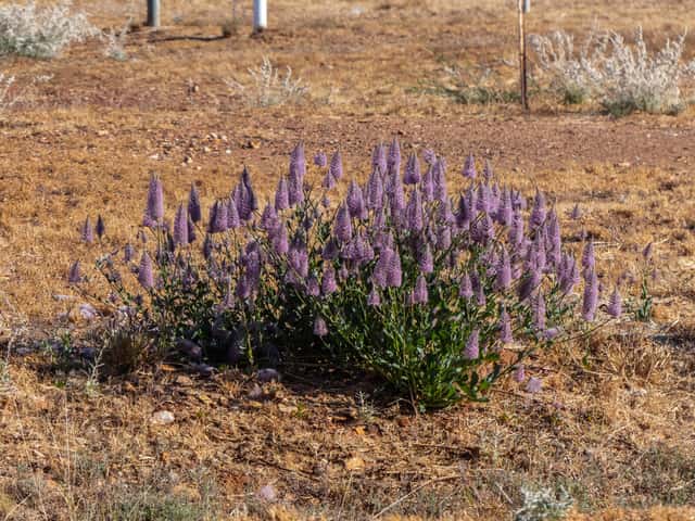 Ptilotus
