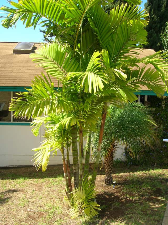 Palmeira-macarthur