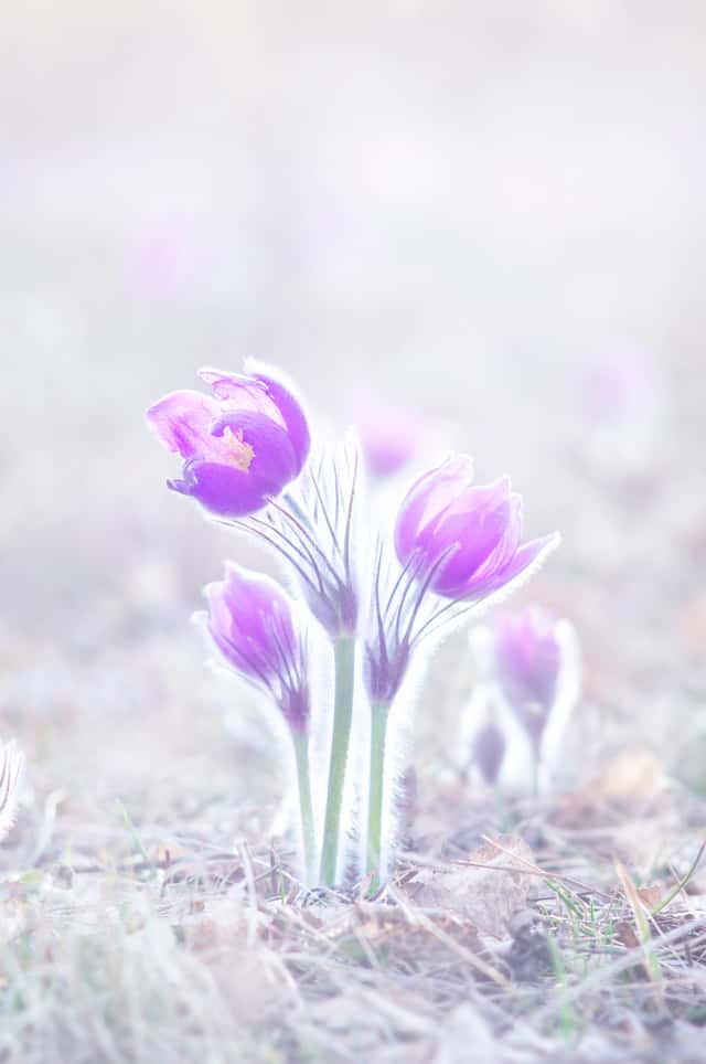 eastern pasqueflower