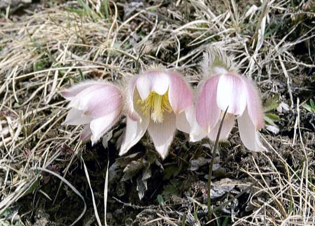 Pulsatille de printemps
