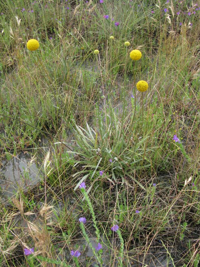Kraspédie