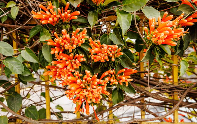 Cipó-de-são-joão