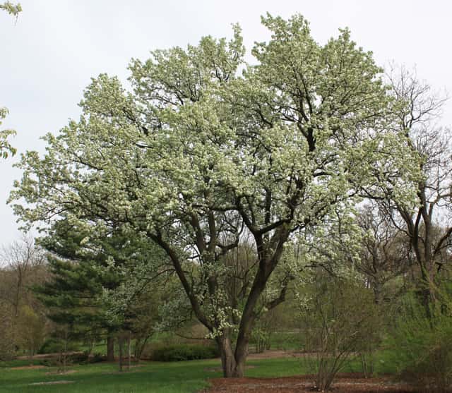 Callery-peer