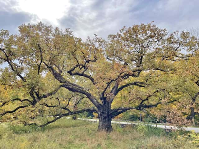 Roble blanco