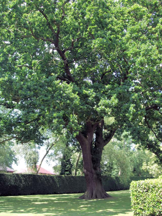 Roble Común