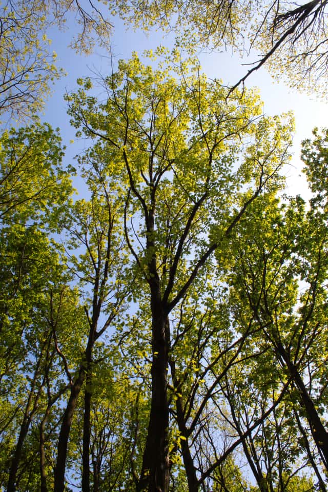 Roble rojo del norte
