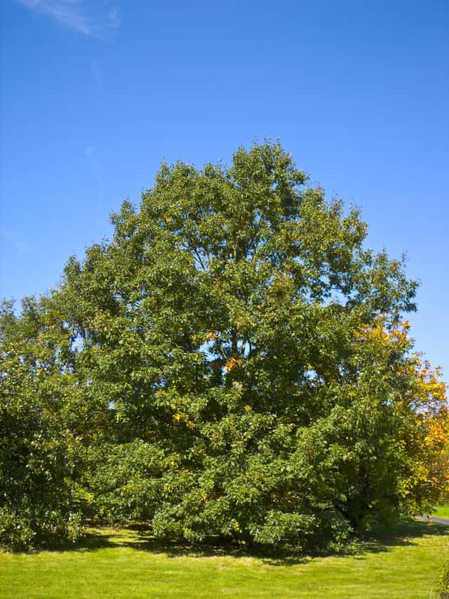 Crni hrast