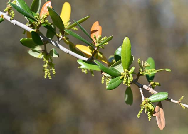 Southern Live Oak