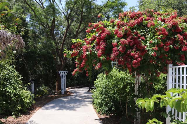 Madressilva-da-índia