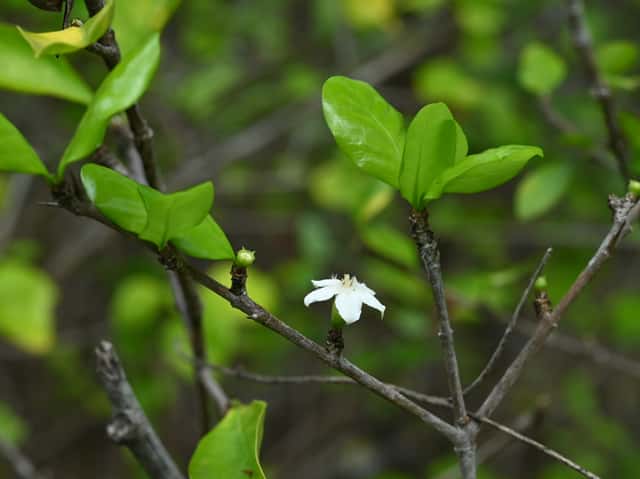 White Indigoberry