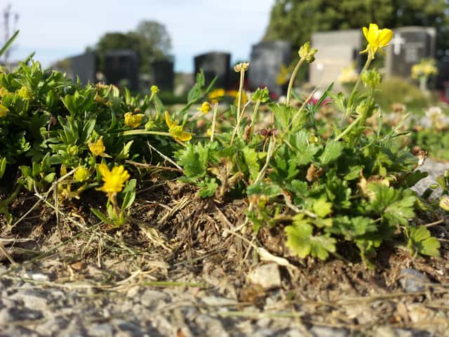 Hairy Buttercup
