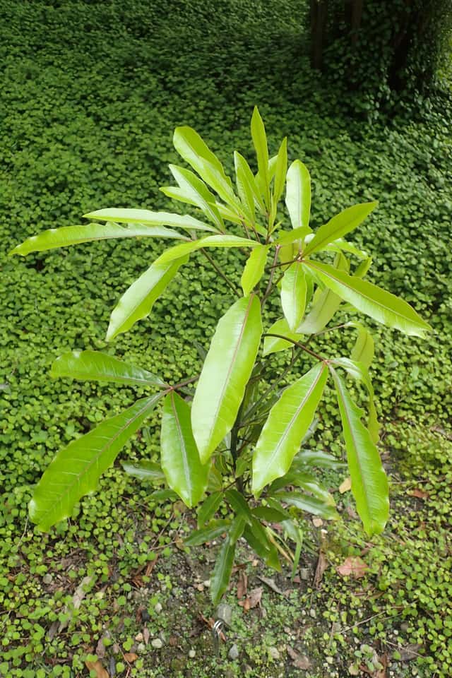 Raukaua