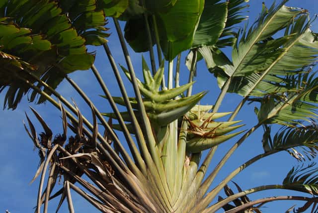 Árbol del viajero