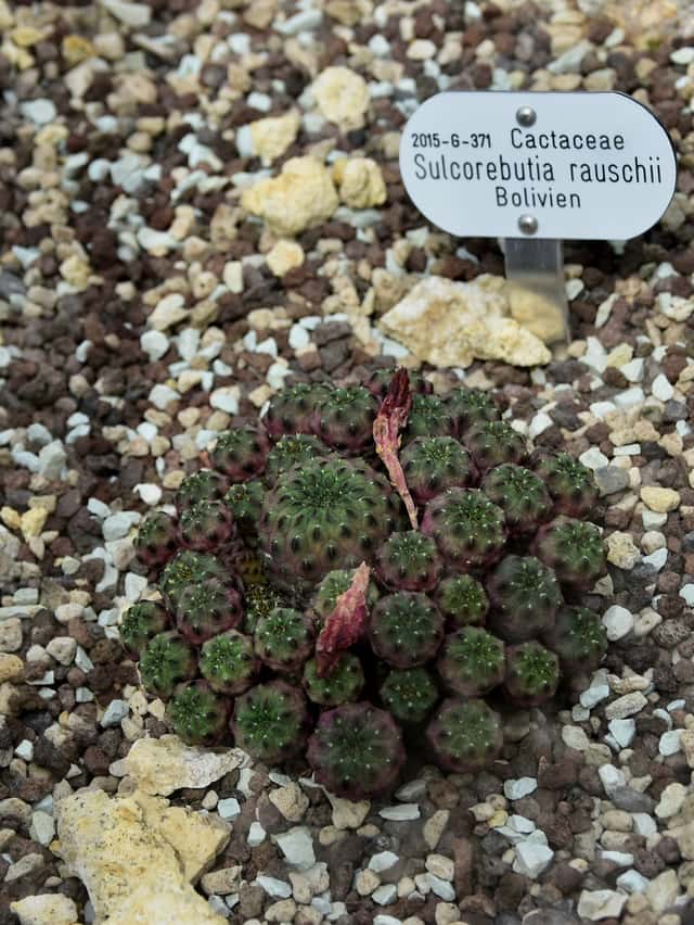 Cactus corona