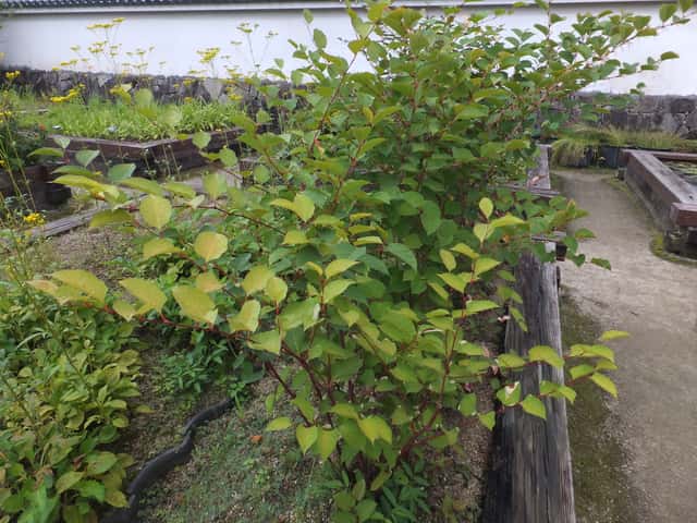 Japanese Knotweed