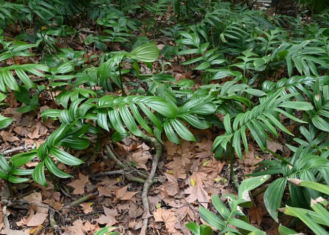 Gefiederte Kletterphilodendron