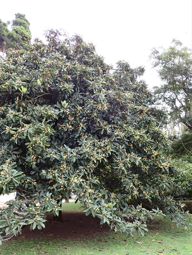 Loquat
