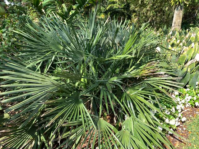 Palmera de agujas